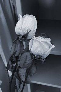 Close-up of wilted rose