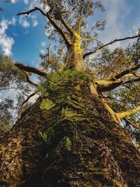 Low angle view of tree against sky