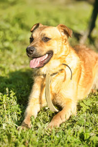 View of dog looking away on field