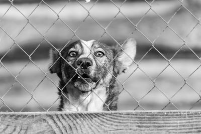 Portrait of dog seen through chainlink fence