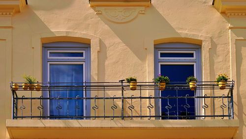 Potted plant on balcony of building