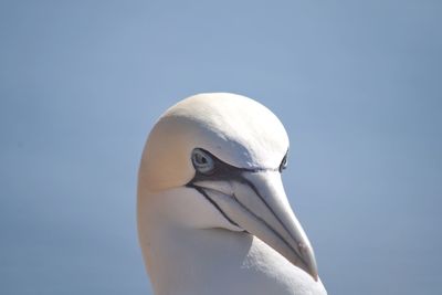 Close-up portrait of gannet bird against clear sky