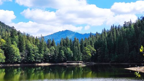 Scenic view of lake in forest against sky