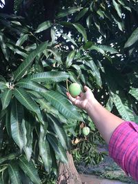 Close-up of hand holding fruit on tree