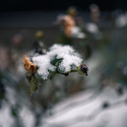 Close-up of frozen plant