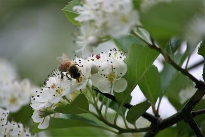 Close-up of butterfly on white flower