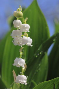 Close-up of white flowers