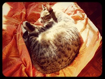 Close-up of cat sleeping on sofa