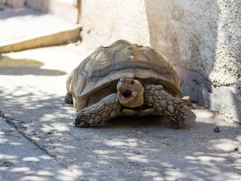 Close-up of tortoise on ground