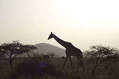 Horse standing on landscape against clear sky