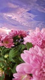 Close-up of pink flowers