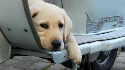 Close-up of dog in car