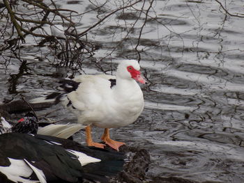 Close-up of bird perching on lake