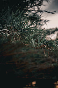 Close-up of wet tree branch