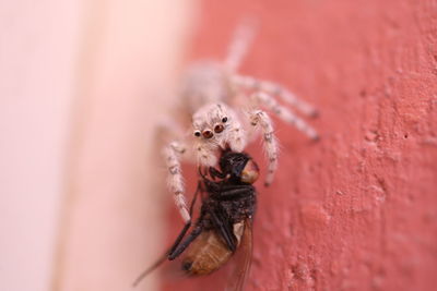 Close-up of spider on wall