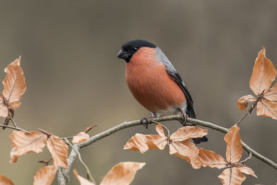 Close-up of bird perching on tree