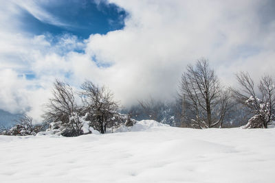 Trees on snow covered field against sky