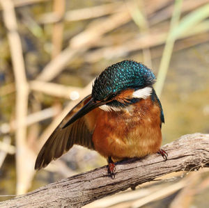 Close-up of bird perching on wood