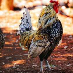 Close-up of rooster on field