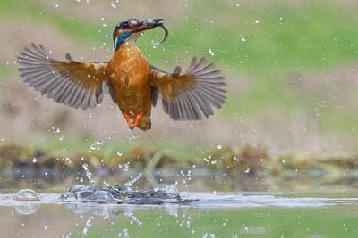 Bird flying over lake