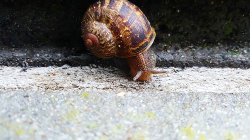 Close-up of snail