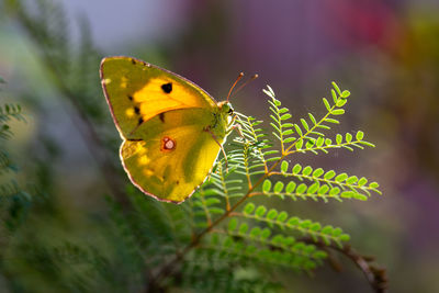 Close-up of butterfly pollinating flower