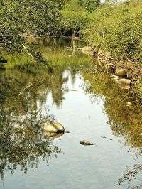 Reflection of trees in lake