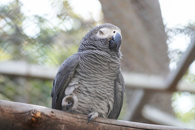 Close-up of eagle perching on wood