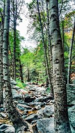 Trees in forest