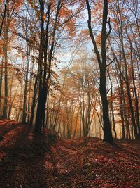 Trees growing in forest during autumn