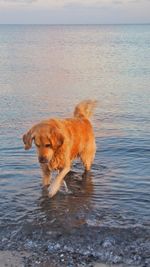 Dog on the beach