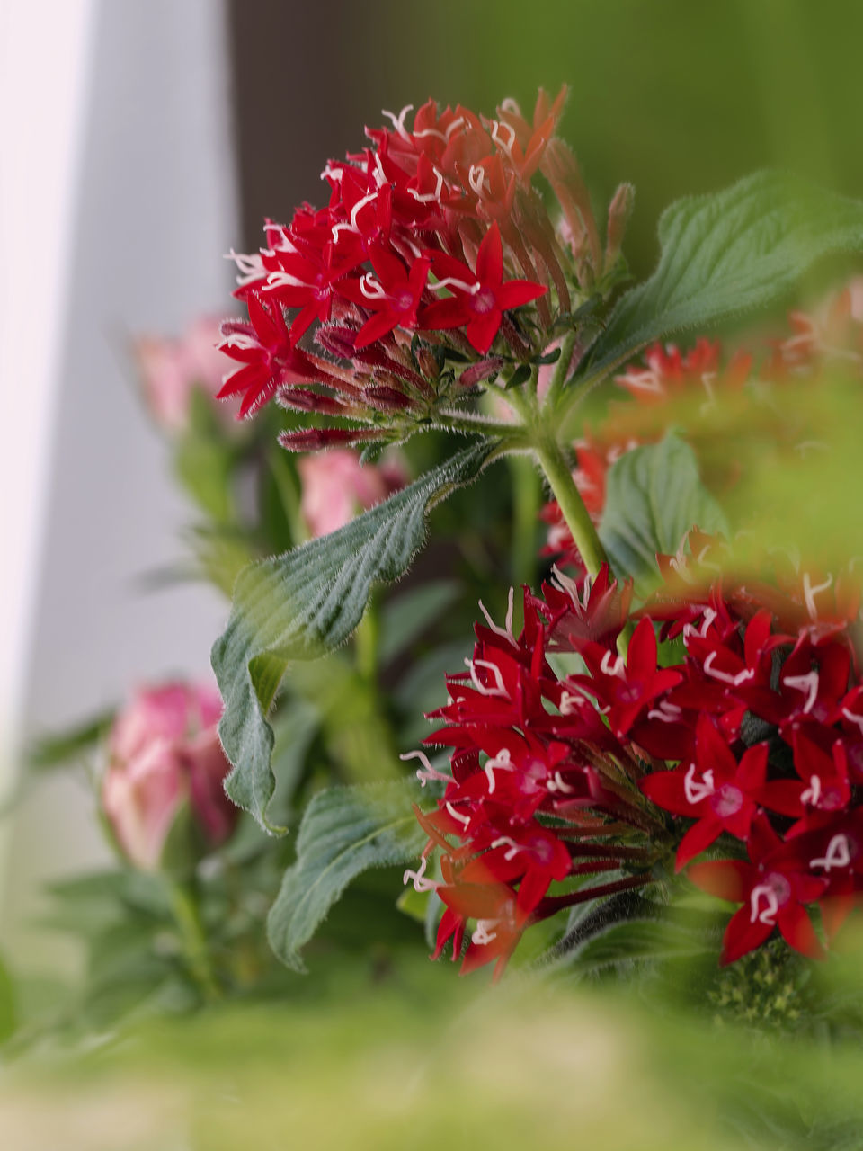 plant, flower, flowering plant, nature, red, freshness, beauty in nature, close-up, no people, selective focus, plant part, leaf, bouquet, macro photography, floristry, growth, outdoors, food and drink, food, petal, flower head, flower arrangement, blossom, shrub, wildflower