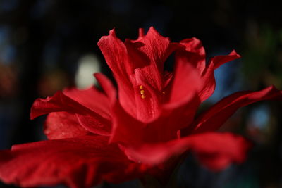 Close-up of red rose