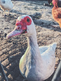 Close-up of a duck