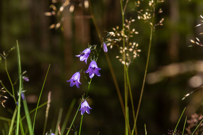 Close-up of purple flowering plant on field