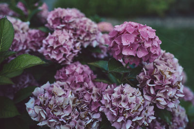 Close-up of pink hydrangea flowers