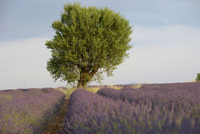 One tree in the middle of lavender fields at sunset