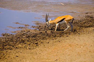 An antelope at the waters edge