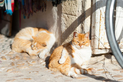 Cats relaxing by wall on sunny day