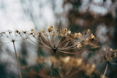 Close-up of dried plant on field