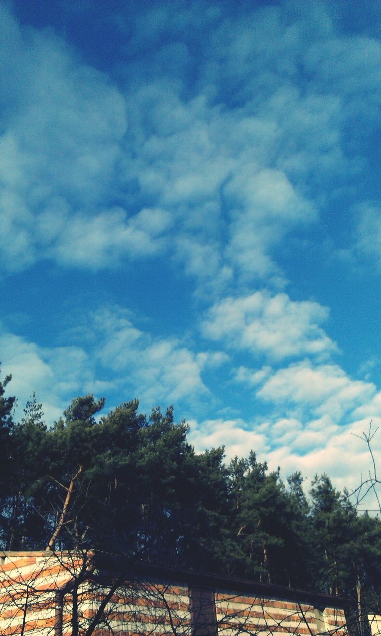 sky, tree, cloud - sky, low angle view, blue, growth, cloud, nature, cloudy, tranquility, beauty in nature, built structure, branch, outdoors, day, no people, scenics, tranquil scene, sunlight, plant