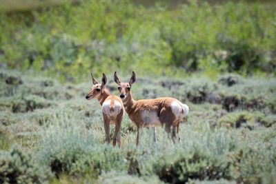 Deer standing on field