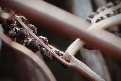 Close-up of barbed wire fence