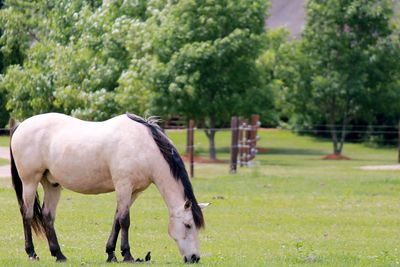 Horse grazing in field