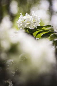 Close-up of white flowering plant