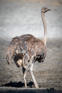 Female common ostrich stands in muddy waterhole