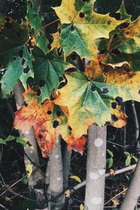 Close-up of leaves