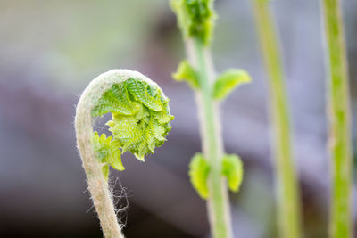 Close-up of fresh green plant