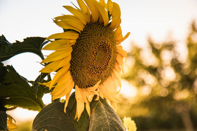 Close-up of sunflower against sky