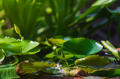 green